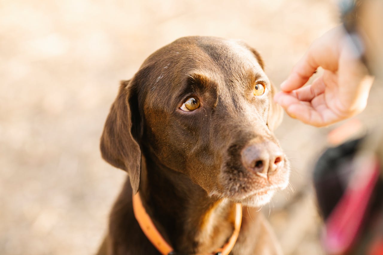The Complete Guide to Dog Socialization